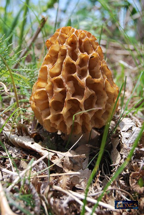 spugnola - morchella vulgaris.JPG